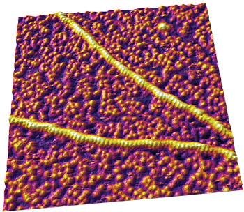 原子力显微镜图像显示肌动蛋白丝的亚结构