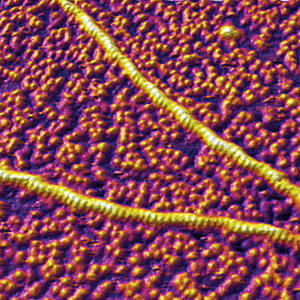 原子力显微镜图像显示肌动蛋白丝的亚结构
