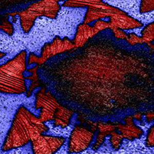 石墨烯原子力显微镜成像:利用原子力显微镜在氮化硼上成像石墨烯薄片