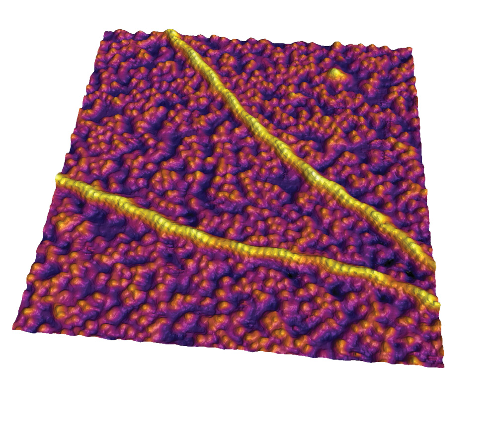肌动蛋白丝在Cypher S. 340 nm扫描区域的液体成像。