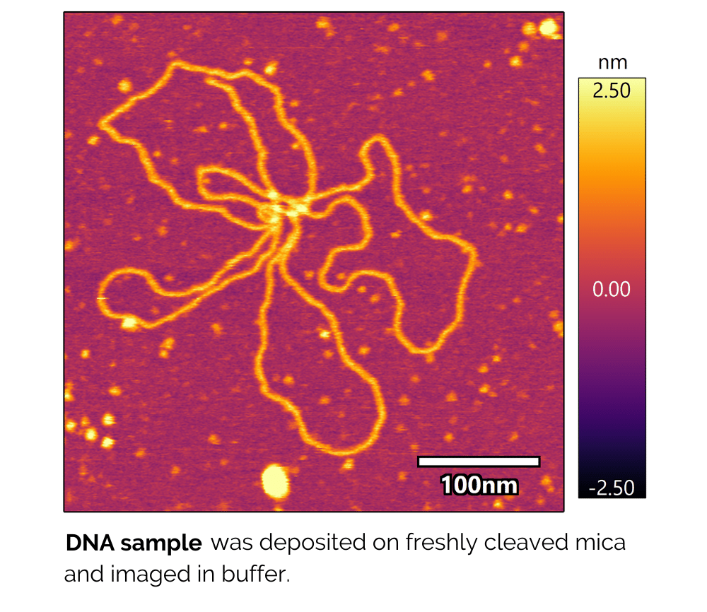 木星液体成像AFM图像DNA