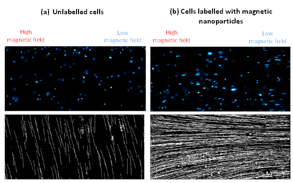 图2。小鼠肾干细胞的细胞核荧光图像(上)和相应的运动轨迹(下)(a)未标记和(b)用磁性纳米颗粒标记。