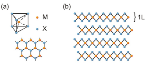 图1:MX2基过渡金属二卤属化合物的晶体结构。