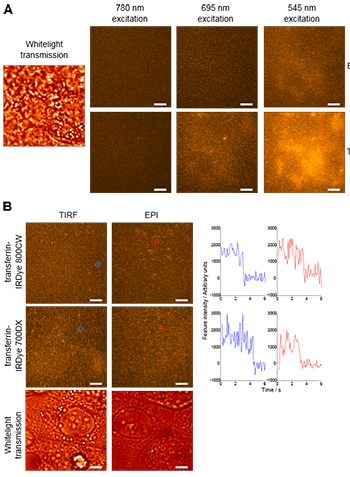MCF-7细胞的自身荧光背景和单个近红外分子。a .单个区域的未标记MCF-7细胞，分别用宽波段780 nm、695 nm和545 nm光照，图像显示随着激发波长的增加，自身荧光背景减少。白光透射图像表明细胞在视场内的位置。B.转铁蛋白- irdye 700DX和转铁蛋白- irdye 800CW单分子在MCF-7细胞上的图像，同时用宽频780 nm和695 nm光照射。红色和蓝色圆圈突出显示的分子的典型强度和时间痕迹显示在右侧。
