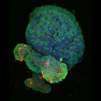 染色- DNA(蓝色)，LaminB1(绿色，核膜)和- tubilin(红色，中心体)。样本类型-小鼠结肠上皮样器官