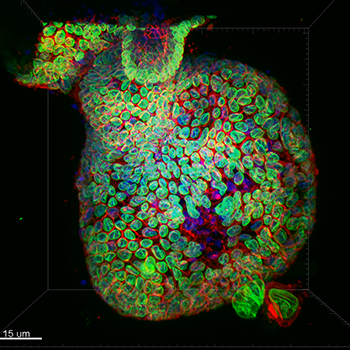 样本类型-小鼠结肠上皮样器官，iXon Ultra 888- 20x水浸40um针孔共聚焦图像