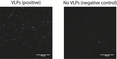 在12.5 pM VLPs孵育的双分子层表面结合囊泡的代表性显微镜图像(左图)和在没有VLPs的情况下的阴性对照(右图)