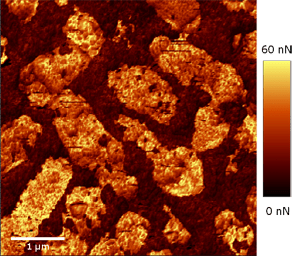细菌化石的AFM图像(脉冲力模式)。该图像显示了样品表面的不同附着水平。